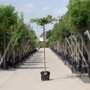 Carpinus betulus kruisdakboom